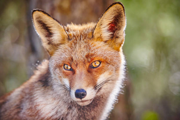 istock Fox head with geen background. Wildlife in the forest 1189903757