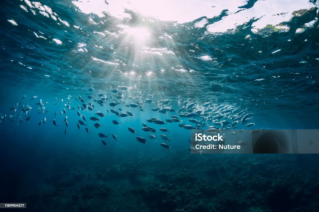 Vista submarina con peces de la escuela de atún en el océano. Vida marina en agua transparente - Foto de stock de Mar libre de derechos