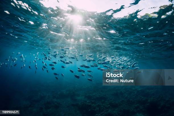 Vista Submarina Con Peces De La Escuela De Atún En El Océano Vida Marina En Agua Transparente Foto de stock y más banco de imágenes de Mar