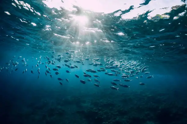 Underwater view with tuna school fish in ocean. Sea life in transparent water