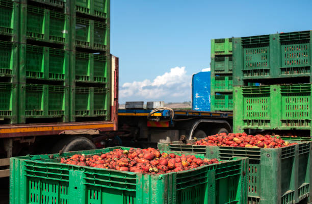 istock Tomatoes for canning. Agriculture land and crates 1189905173