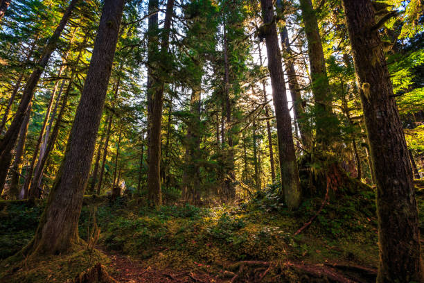 istock Olympic National Forest, Olympic National Park 1189905210