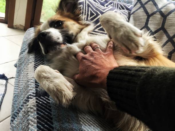 istock Pet Love Dog Sleep hand 1189905285