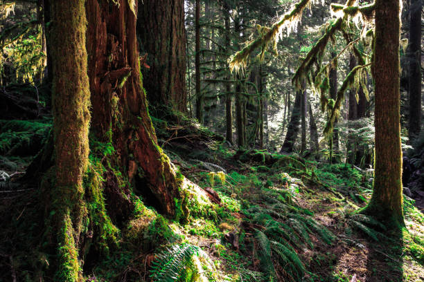 istock Olympic National Forest, Olympic National Park 1189905312