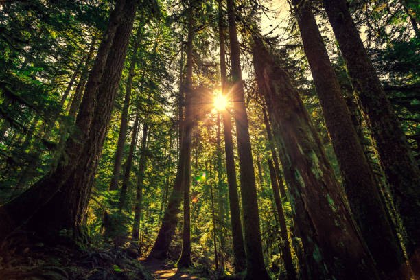 istock Sunrise in the Tall Trees. Olympic National Forest 1189905344