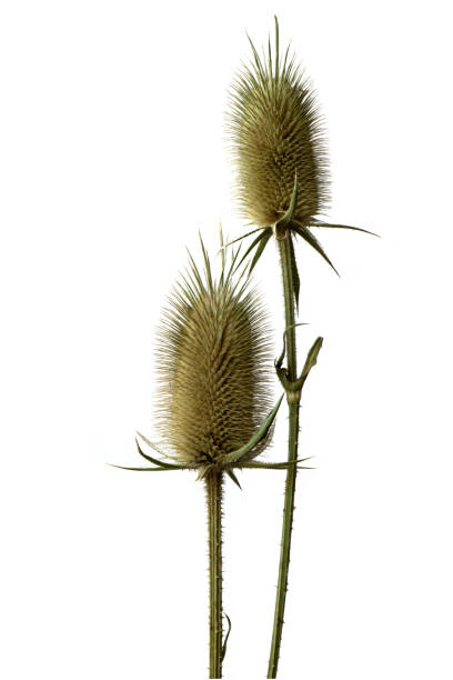 istock a thistles  prickly plant  isolated on the white background 1189905375