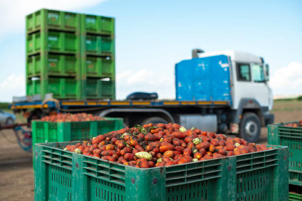 istock Tomatoes for canning. Agriculture land and crates with tomatoes. 1189905452