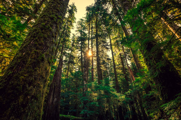 Sunrise in the Tall Trees. Olympic National Forest stock photo