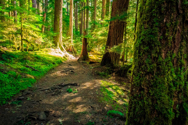 istock Olympic National Forest, Olympic National Park 1189905713