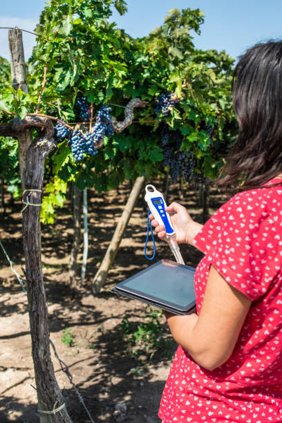 istock Farmer measures soil in vineyard. Device for measuring soil. 1189906424