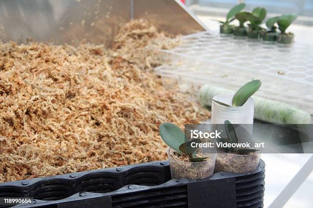 Foto de Biotecnologia e mais fotos de stock de Agricultura - Agricultura, Alimento Transgênico, Biologia