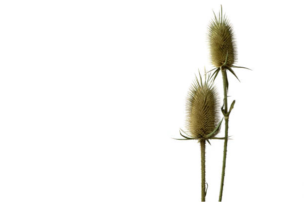istock a thistles  prickly plant  isolated on the white background 1189906981