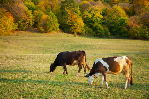 istock cow eat grass in nature background 1189908361
