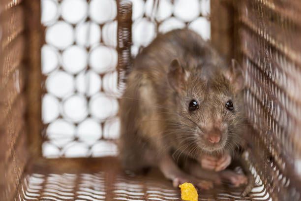 istock Rat in cage mousetrap on white background 1189910253