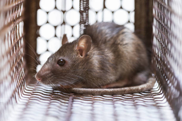 istock Rat in cage mousetrap on white background 1189910275