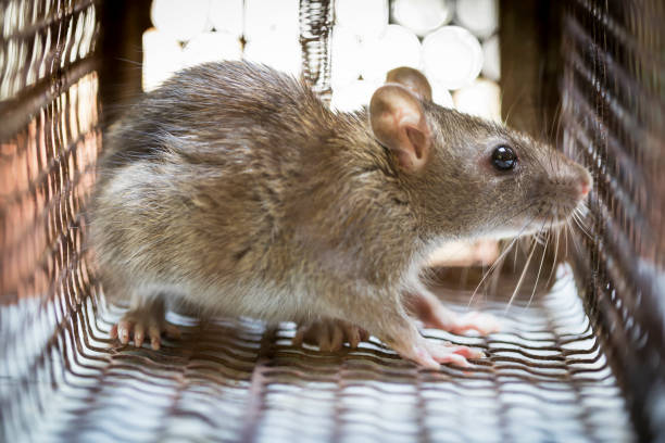 istock Rat in cage mousetrap on white background 1189910390