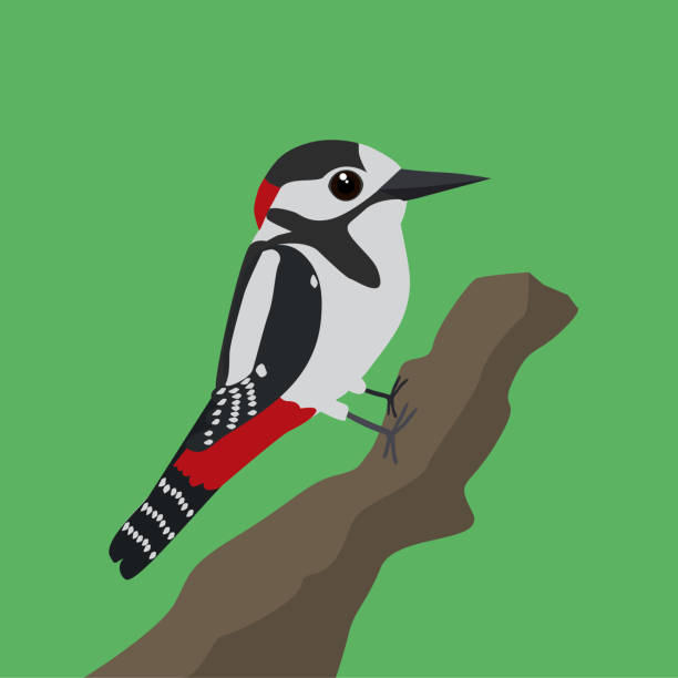 Great spotted woodpecker A vector illustration of a great spotted woodpecker on a tree trunk with a green background dendrocopos major stock illustrations