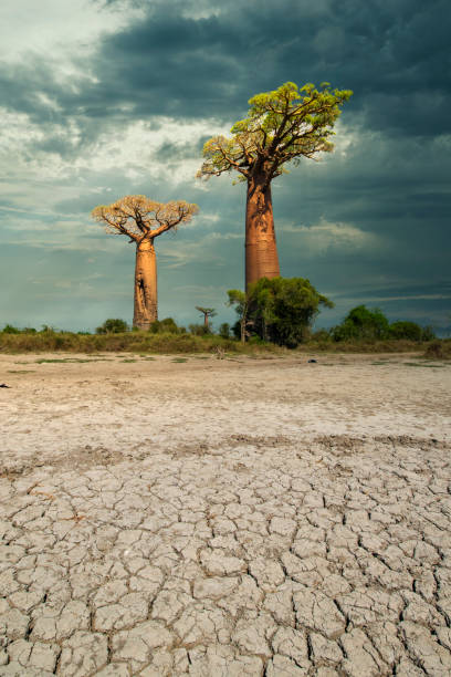 изменение климата - баобаб деревья в сухой почве мадагаскара - african baobab стоковые фото и изображения