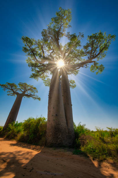 sunbeams à travers am african baobab - concept d'illumination - african baobab photos et images de collection