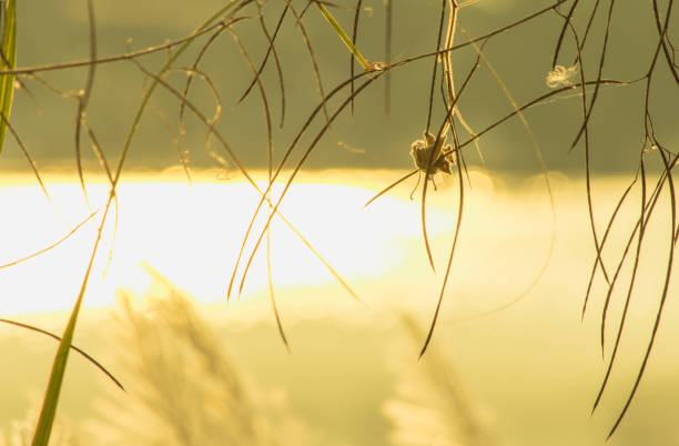 Spider skin sunset in the desert of Australia.