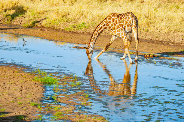 Full size Masai-Giraffe (Giraffa camelopardalis) in the shallow ater of Tarangire River in Tarangire National park in Tanzania. The Giraffe is spreading the legs to drink water.