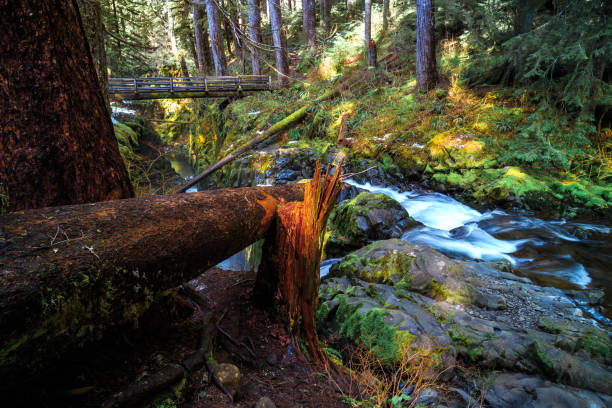 istock Sol Duc Falls, Olympic National Park 1189912517