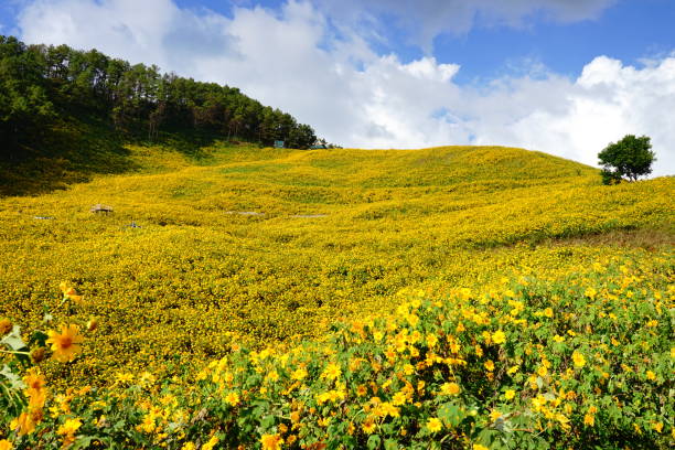 istock Mexican sunflower field 1189912677