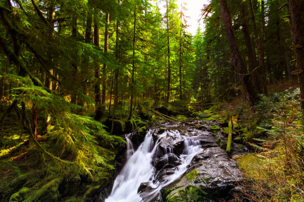 istock Lover's Lane Falls, Sol Duc Wilderness 1189913293