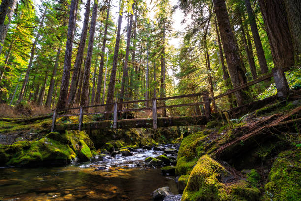 istock Bridge over the Stream, Sol Duc Wilderness at Olympic National Park 1189913427