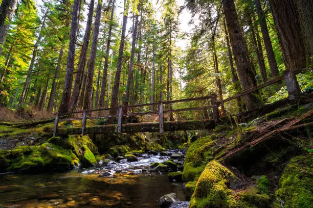 Bridge over the Stream, Sol Duc Wilderness at Olympic National Park Washington