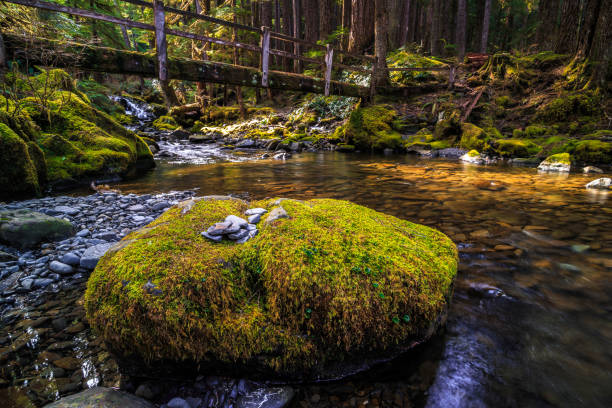 istock Bridge over the Stream, Sol Duc Wilderness at Olympic National Park 1189913500