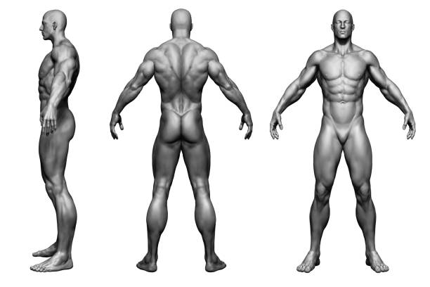 istock The Human body - man body - isolated model - 3d render 1189913549