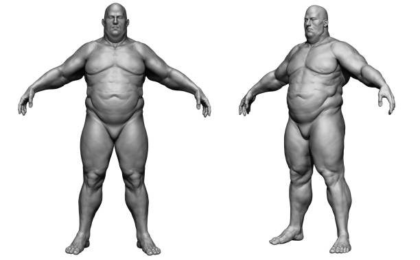 le corps humain - corps d'homme gras - modèle isolé - rendu 3d - male torso abdominal muscle the human body photos et images de collection