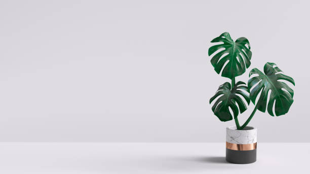 白い背景に隔離されたポットのモンステラ植物。最小限の熱帯葉ハウスプラントの家の装飾。3D レンダリング。