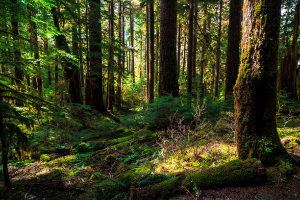 Olympic National Forest, Olympic National Park stock photo