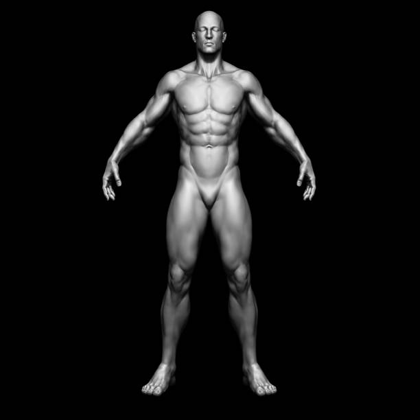 le corps humain - corps d'homme - modèle isolé - 3d rendre - showing off muscular build the human body human muscle photos et images de collection