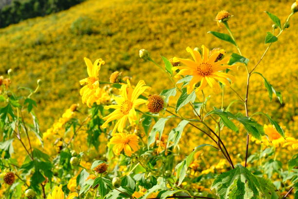 Yellow flower or Tithonia diversifolia