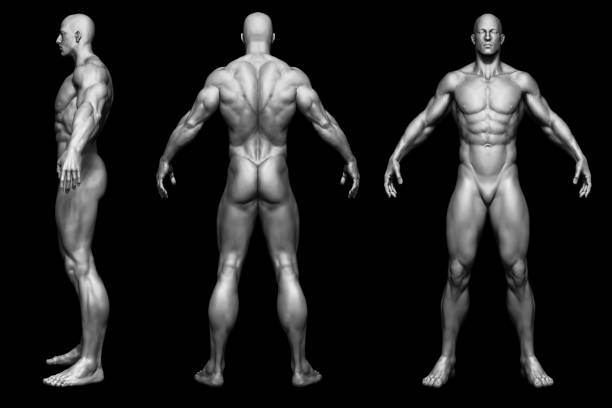 istock The Human body - man body - isolated model - 3d render 1189914095