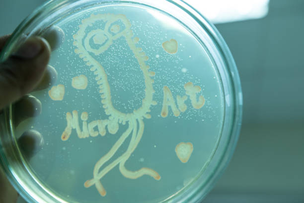 fundos de características da colônia das bactérias no prato de petri para a instrução. - growing medium - fotografias e filmes do acervo