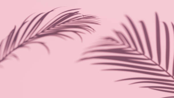 Tropical Leaves shadow on pink background. Isolated palm tree foliage shadow flat lay minimal summer concept. 3d illustration