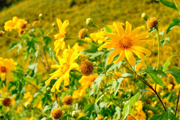 istock Tithonia diversipholia 1189914163