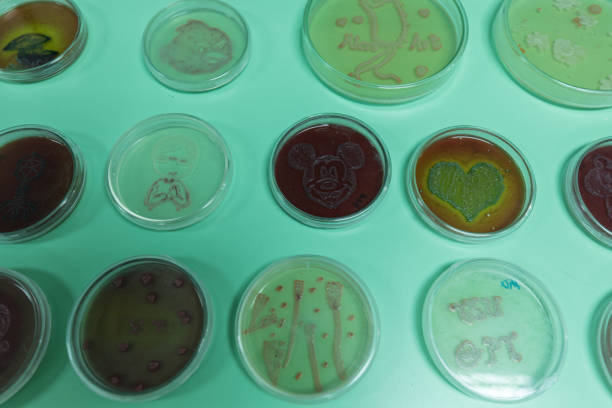 fundos de características da colônia das bactérias no prato de petri para a instrução. - growing medium - fotografias e filmes do acervo
