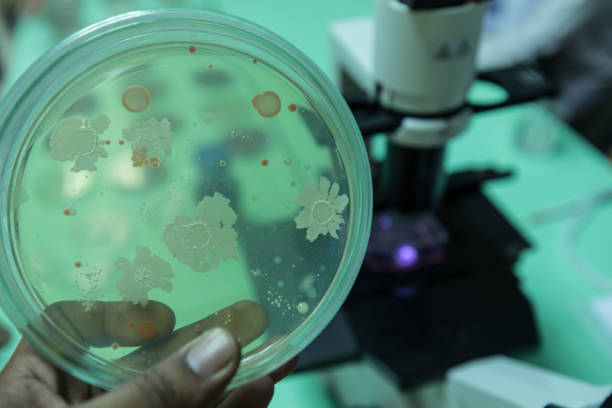 fundos de características da colônia das bactérias no prato de petri para a instrução. - petri dish bacterium microbiology streptococcus - fotografias e filmes do acervo