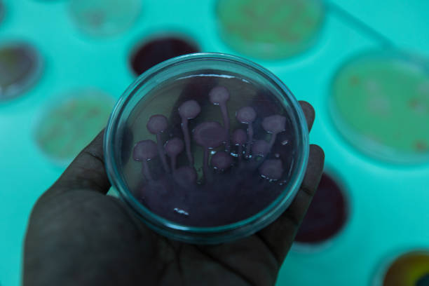contexte des caractéristiques de la colonie des bactéries dans le plat de petri pour l'éducation. - growing medium photos et images de collection