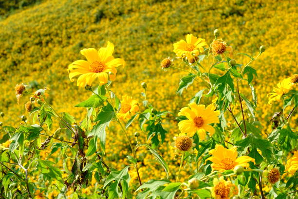 istock Mexican sunflower or Mexican sunflower weed 1189914249