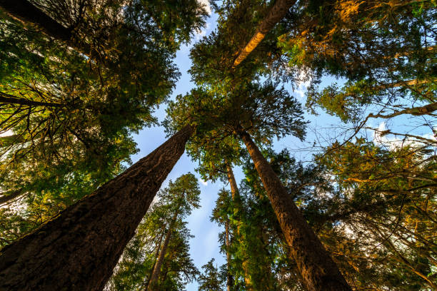 istock Under the Hoh Rain Forest in Olympic National Park 1189914382