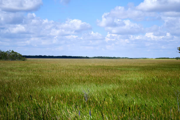 istock Panorama of Everglades 1189914434