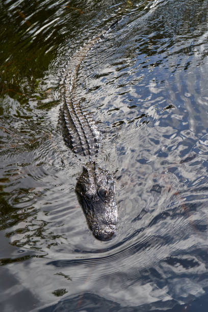 Wetland gator / alligator