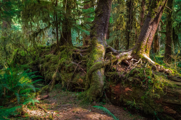 istock Ancient Forest, Hoh Rain Forest in Olympic National Park 1189914543