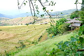 reihenreisfeld.jpg?b=1&s=170x170&k=20&c=S1ev_UB9thuBus8zz-m7GXUEkMF5Kq48o_IwtvJVXko=